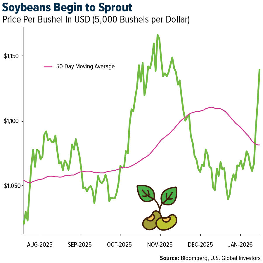Soybeans Begin to Sprout